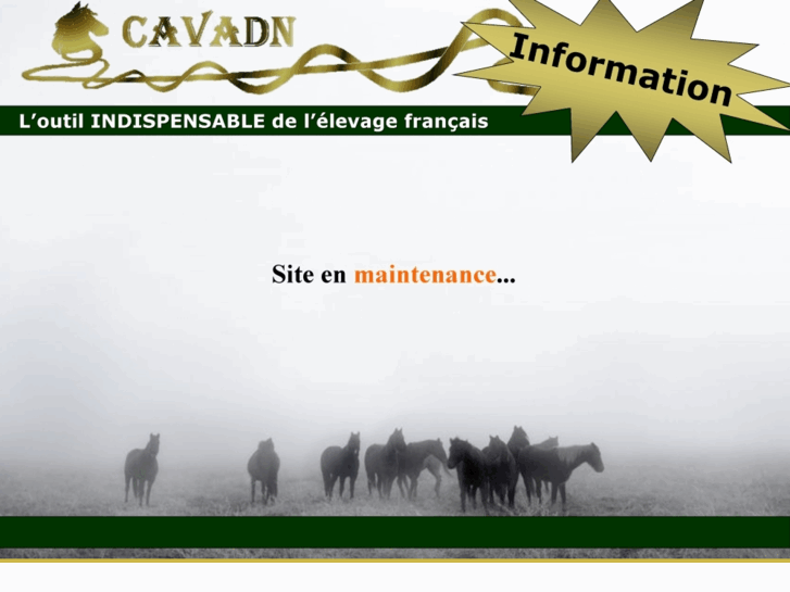 www.cavadn.com