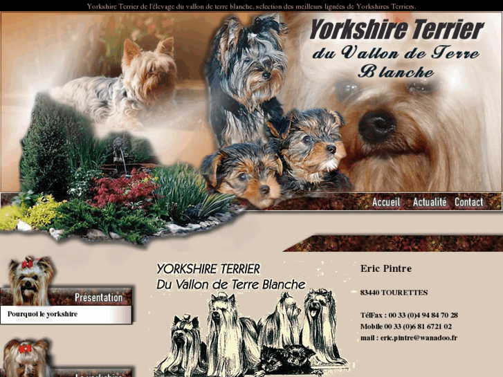 www.elevage-yorkshire-terrier.com