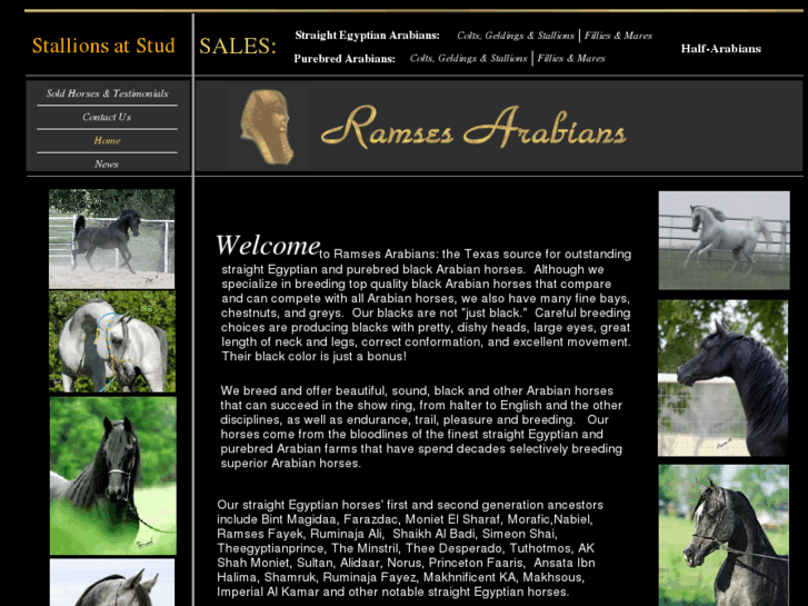 www.ramsesarabianhorses.com