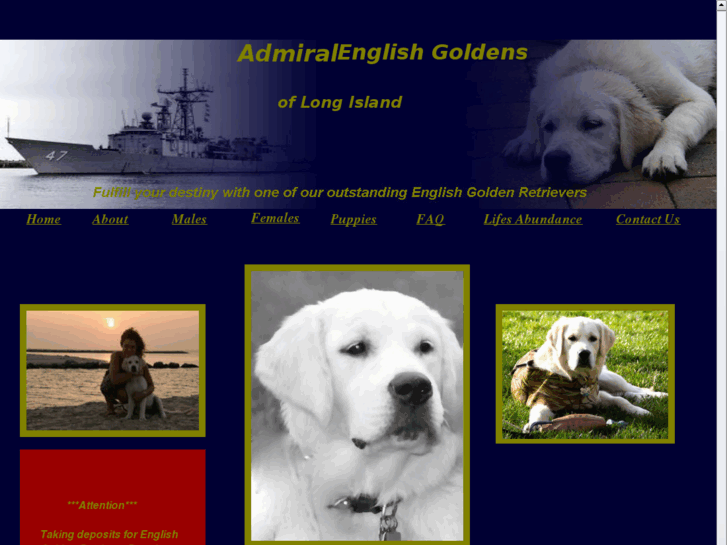 www.admiralenglishgoldens.com