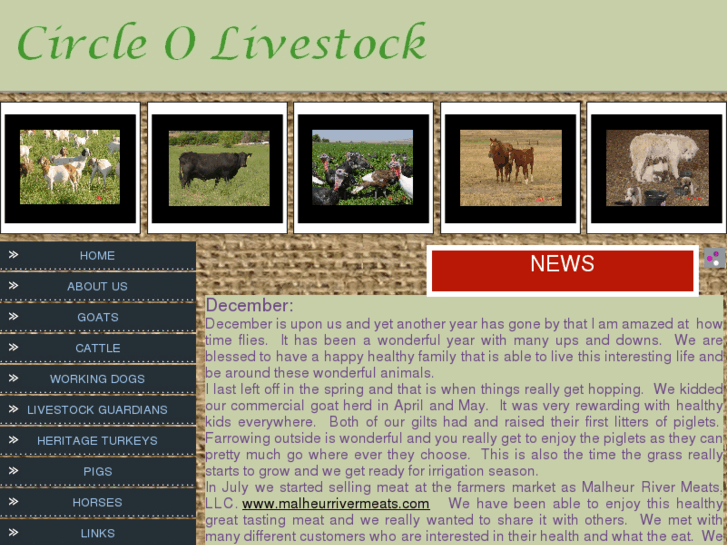 www.circleolivestock.com