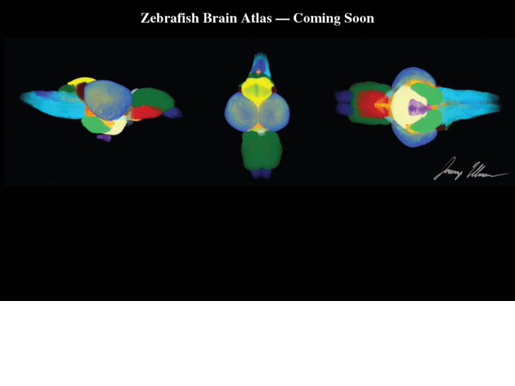 www.zebrafishbrainatlas.org