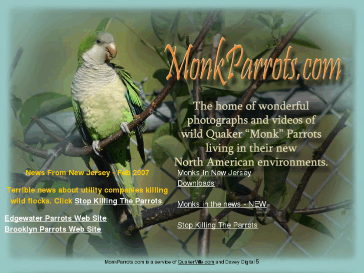 www.monkparrots.com