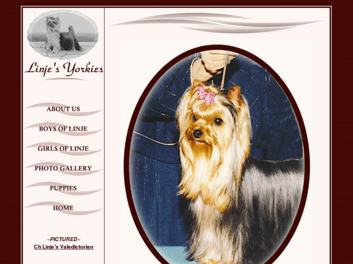 www.linjesyorkies.com