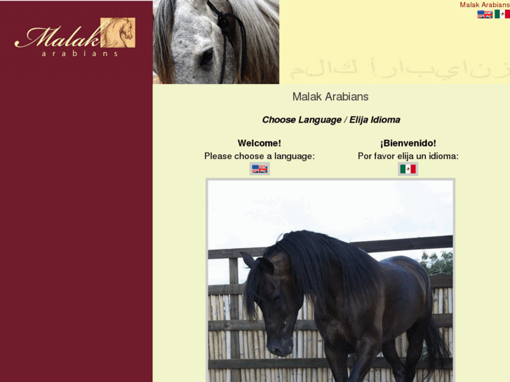 www.malakarabians.com