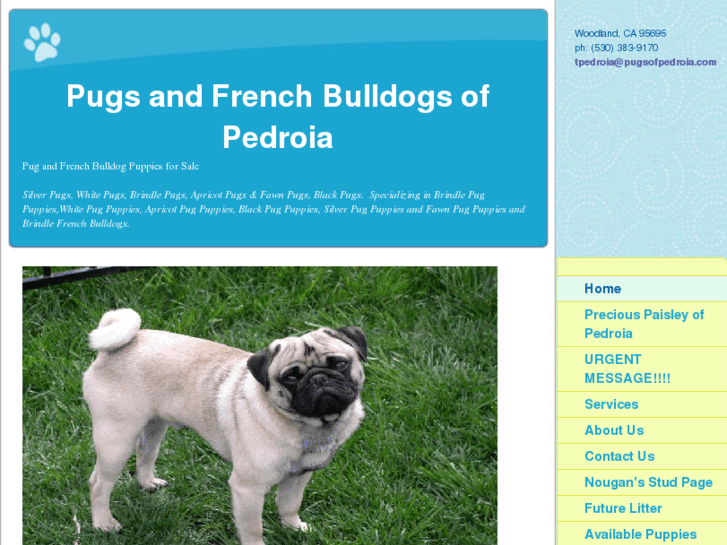 www.pugsofpedroia.com