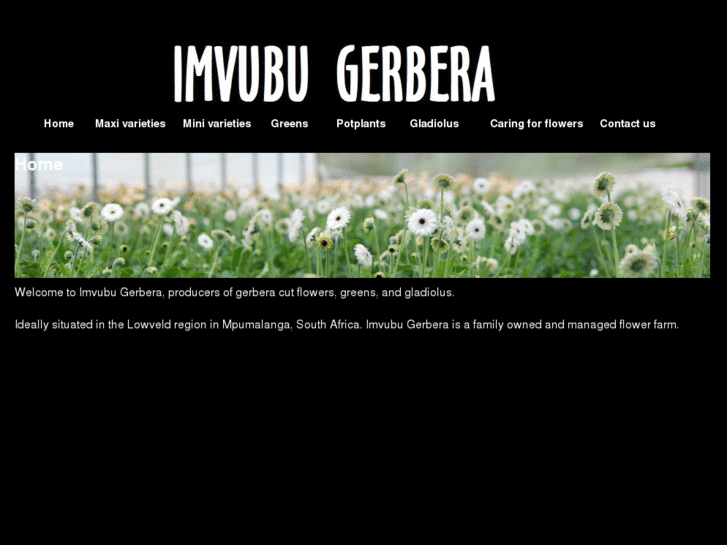 www.imvubugerbera.com