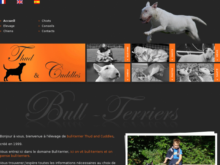 www.thudandcuddles-bullterriers.com