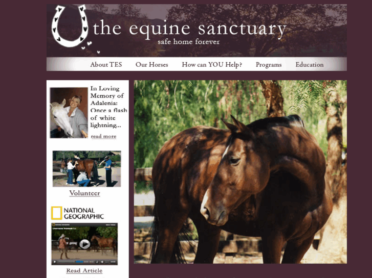 www.theequinesanctuary.org