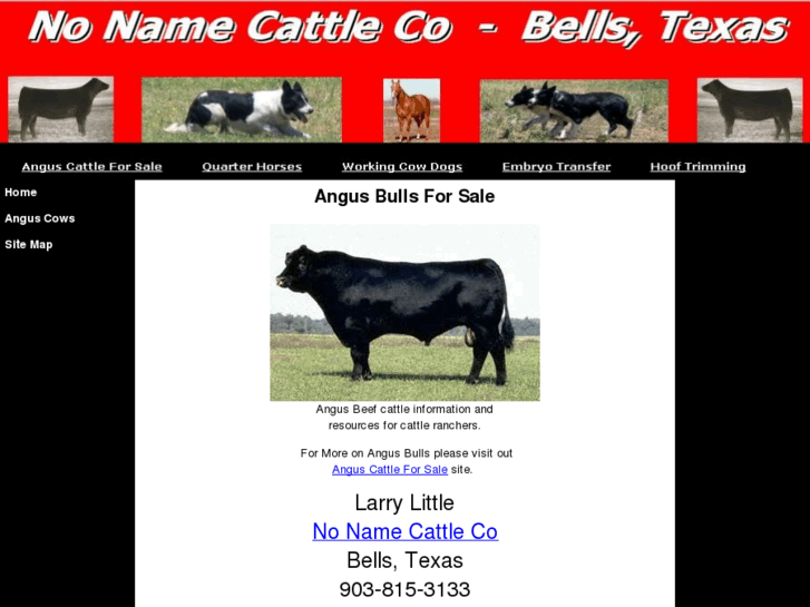 www.angusbullsforsalenow.com