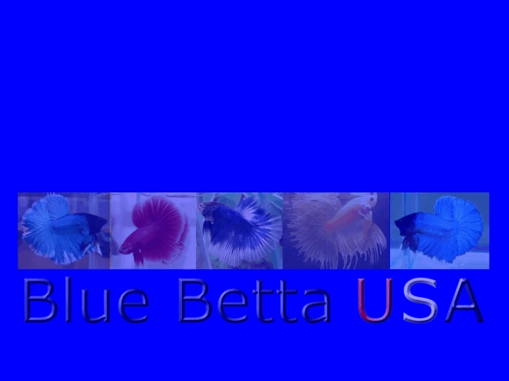 www.bluebettausa.com