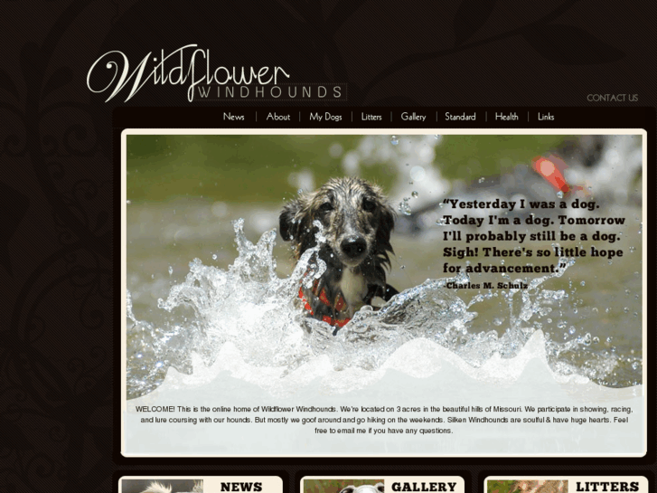 www.wildflowerwindhounds.com