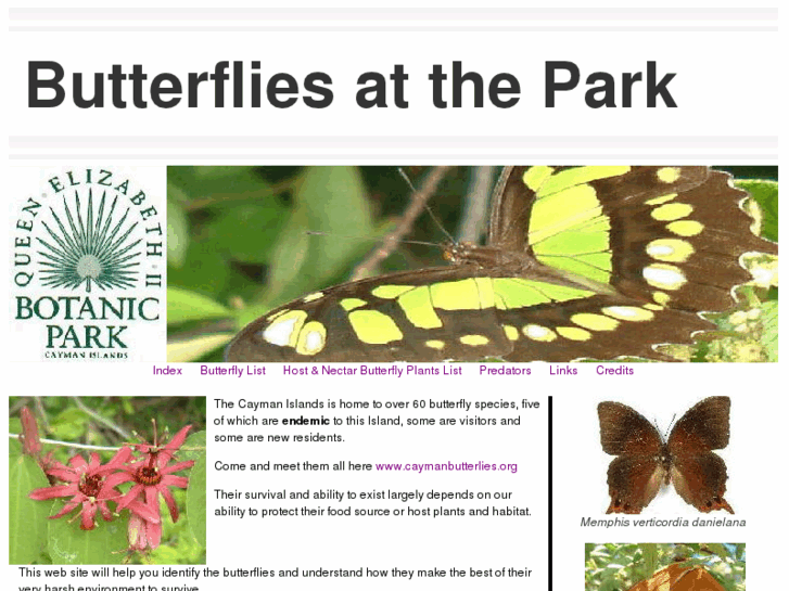 www.caymanbutterflies.org