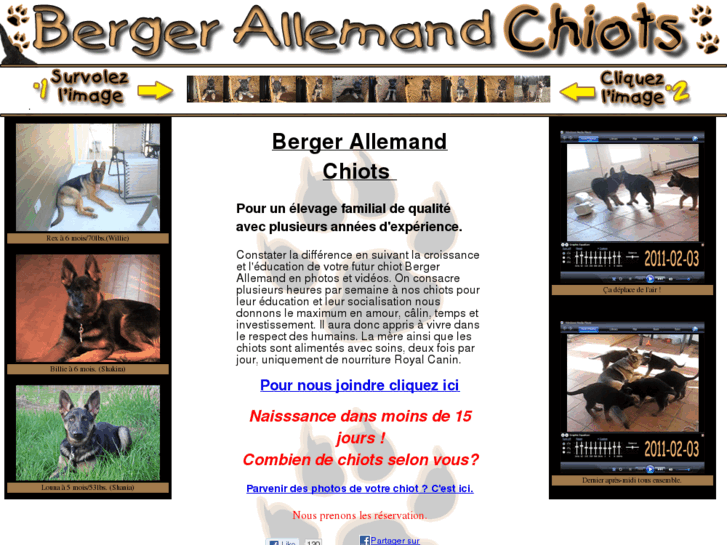 www.bergerallemandchiots.com