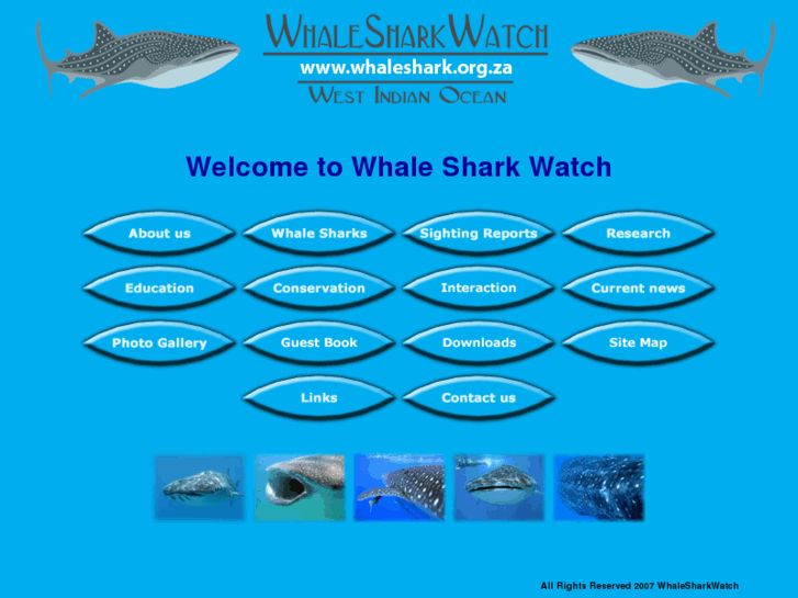 www.whaleshark.org.za