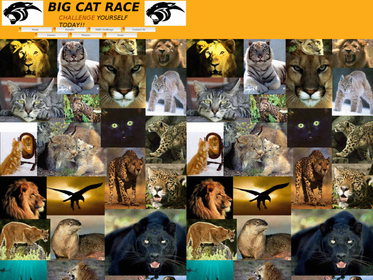 www.bigcatraceteam.com