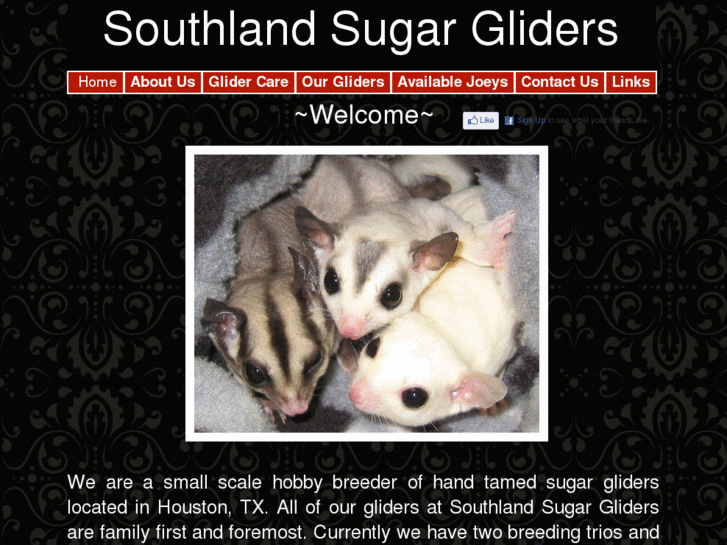 www.southlandsugargliders.com