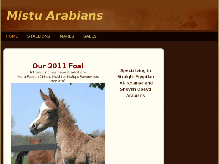 www.mistuarabians.com