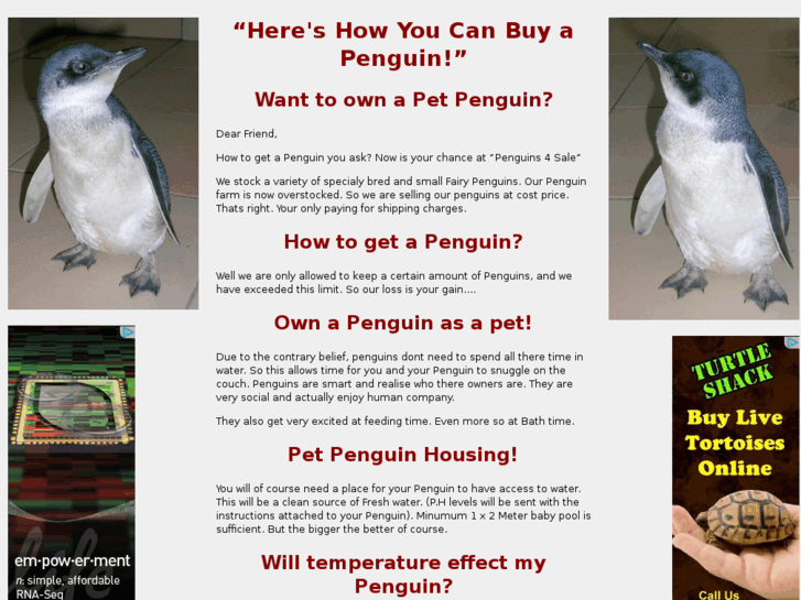 www.penguins4sale.com