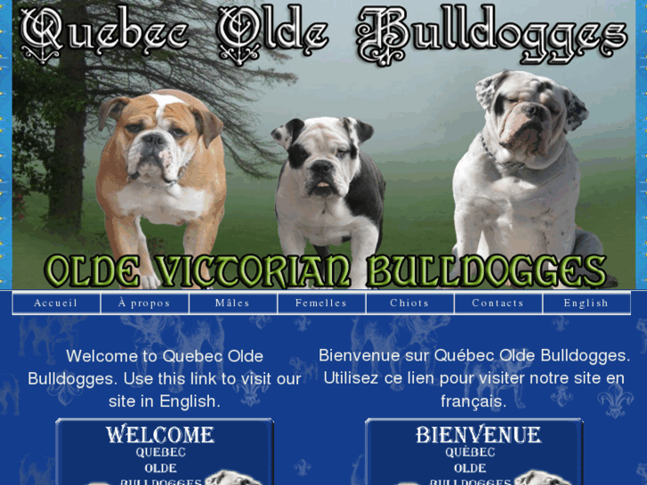 www.quebecoldebulldogges.com