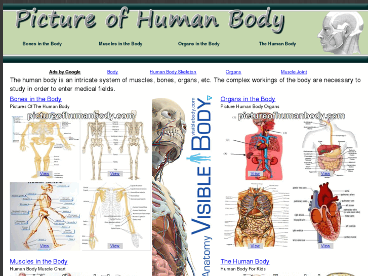 www.pictureofhumanbody.com