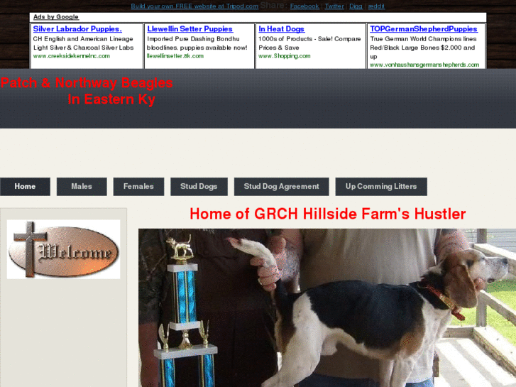 www.shadymtnbeagles.com