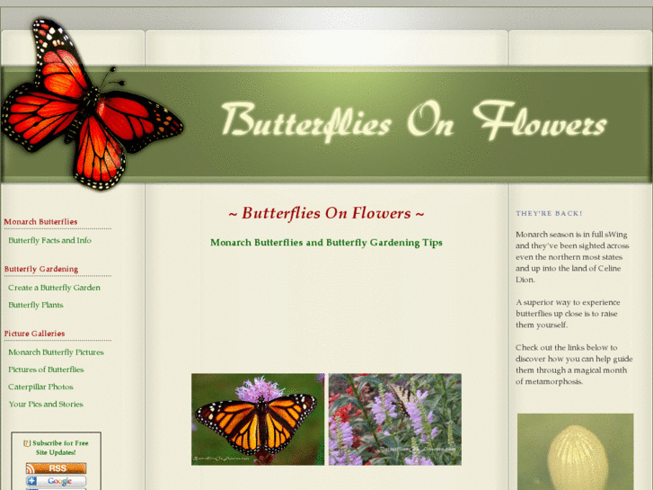 www.butterfliesonflowers.com