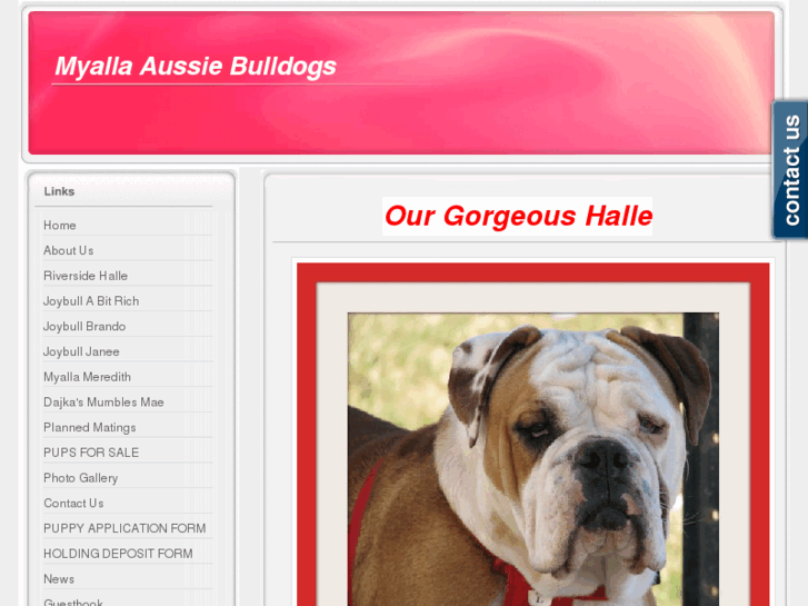 www.myallaaussiebulldogs.net