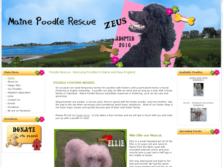 www.mainepoodlerescue.com