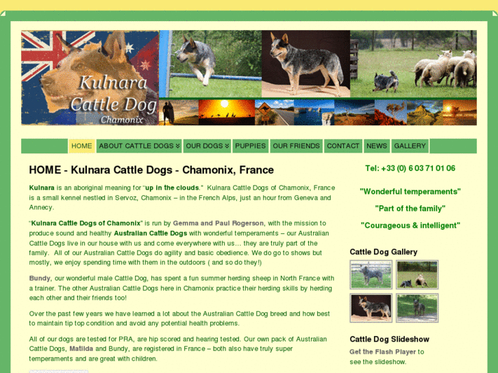 www.kulnaracattledog.com