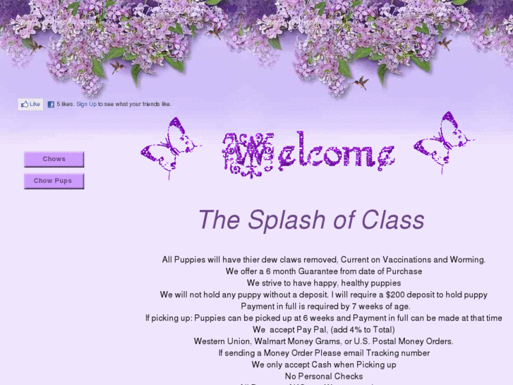 www.splashofclasschowchows.com