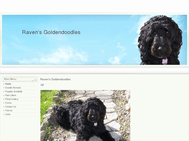 www.ravensgoldendoodles.com