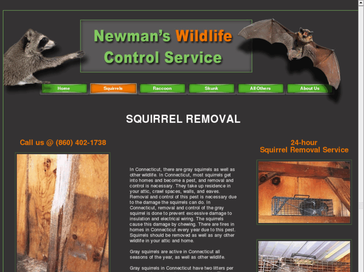 www.squirrelremoval-ct.com