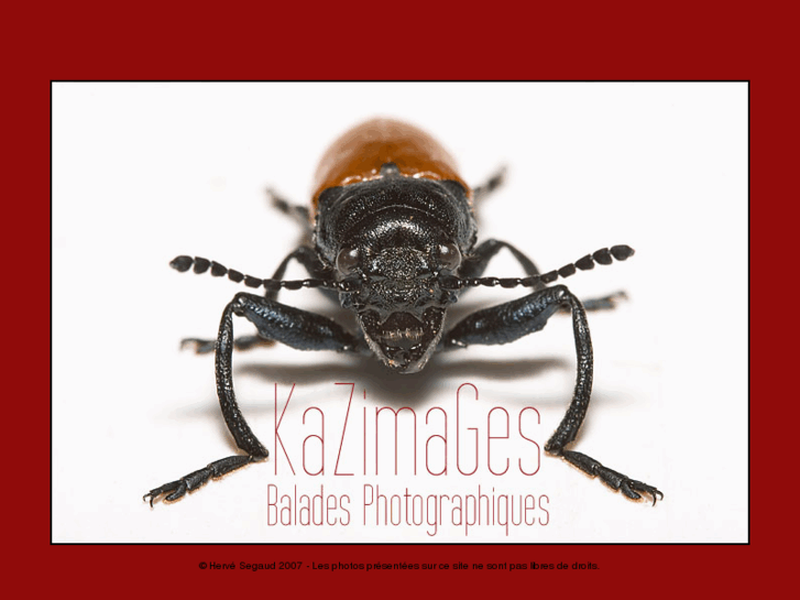 www.kazzzzimir.info