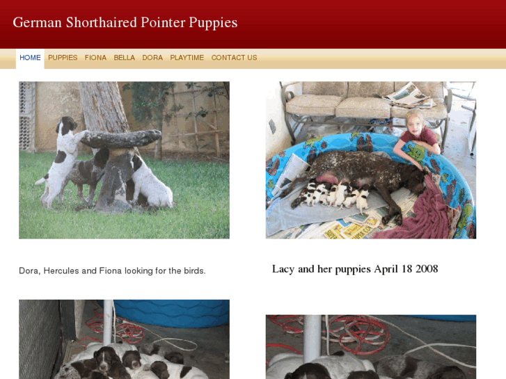 www.gsp-puppies.com