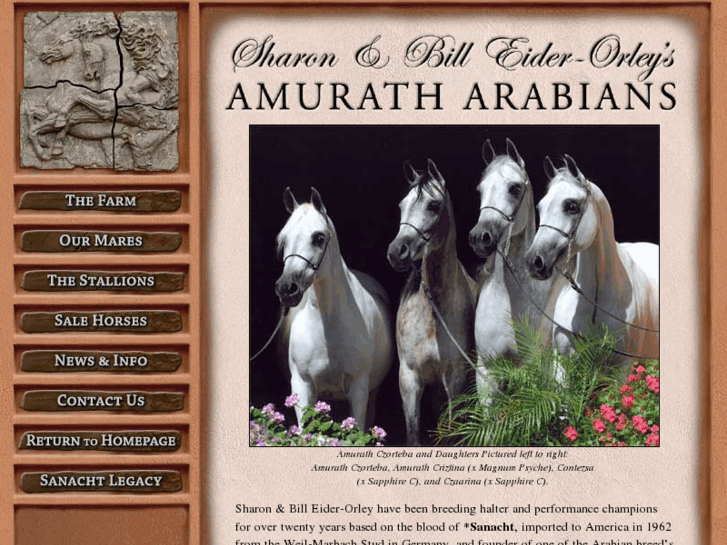 www.amuratharabians.com