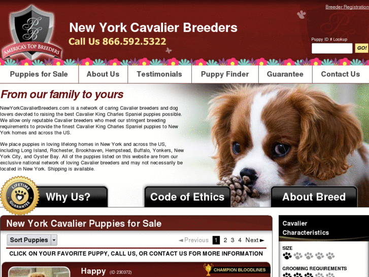 www.newyorkcavalierbreeders.com