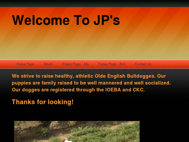 www.jpsbulldogges.com