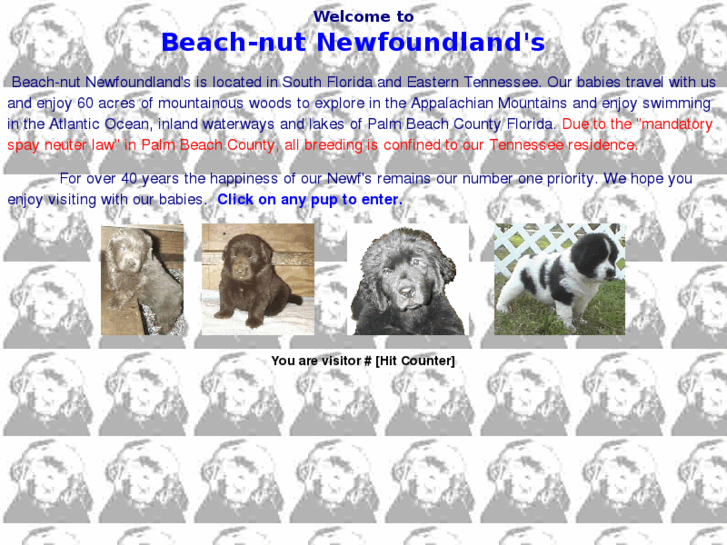 www.beach-nut.com