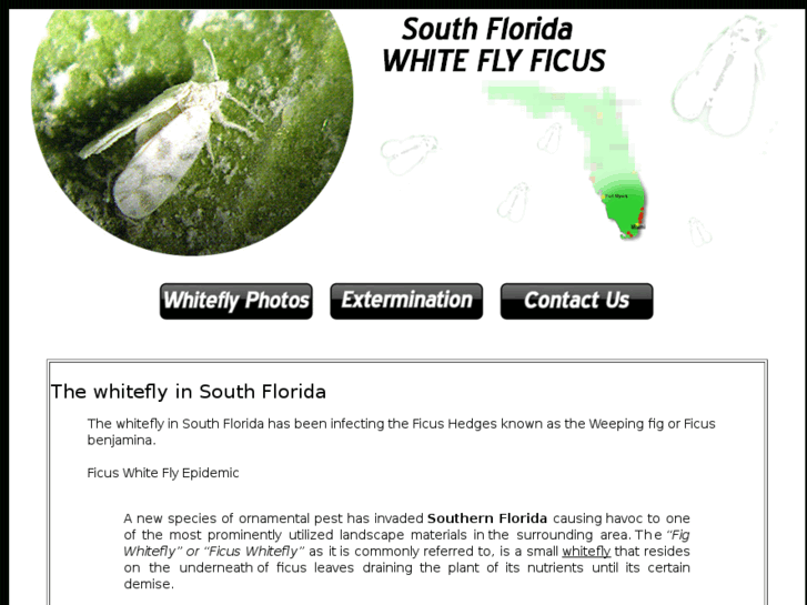 www.ficuswhiteflytreatment.com