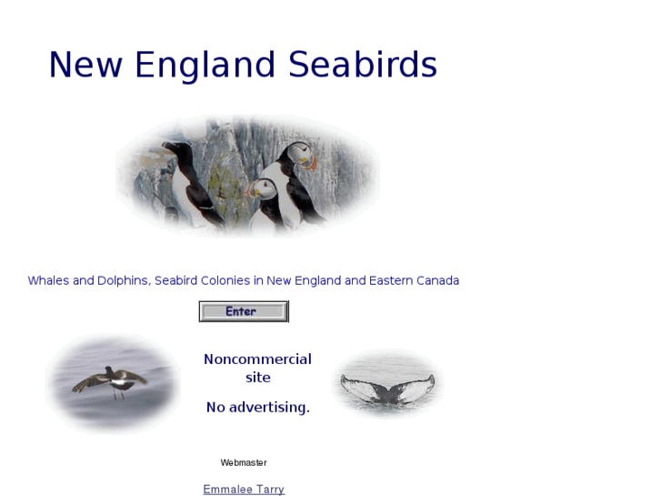 www.neseabirds.com