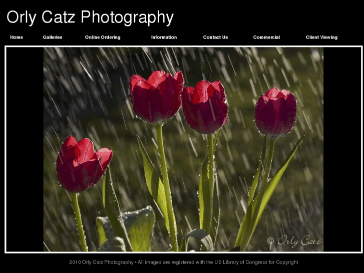 www.orlycatzphotography.com