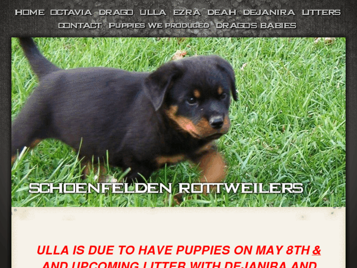 www.schoenfeldenrottweilers.com