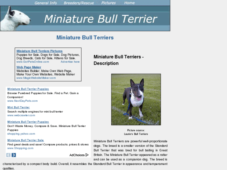 www.miniature-bull-terrier-dogs.com