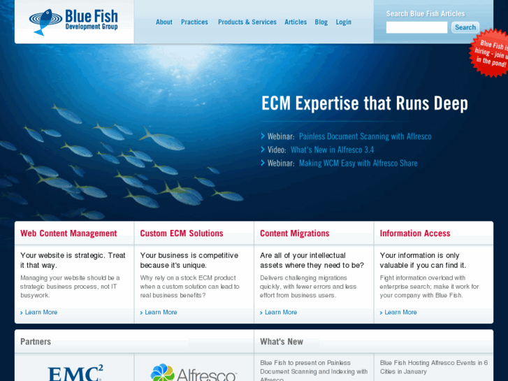 www.bluefishgroup.com