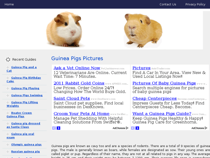 www.guineapigspictures.com