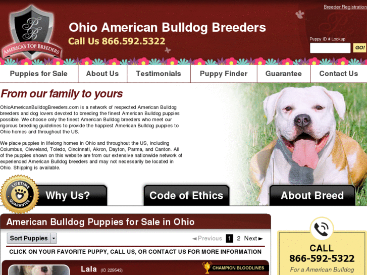 www.ohioamericanbulldogbreeders.com