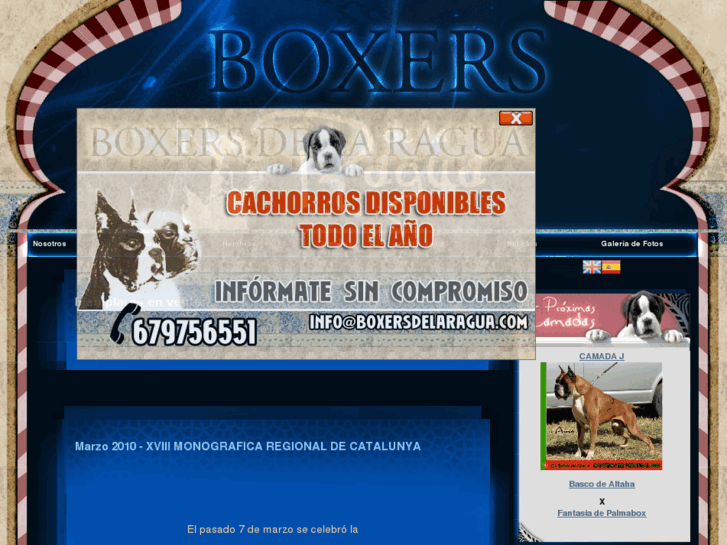 www.boxersdelaragua.com