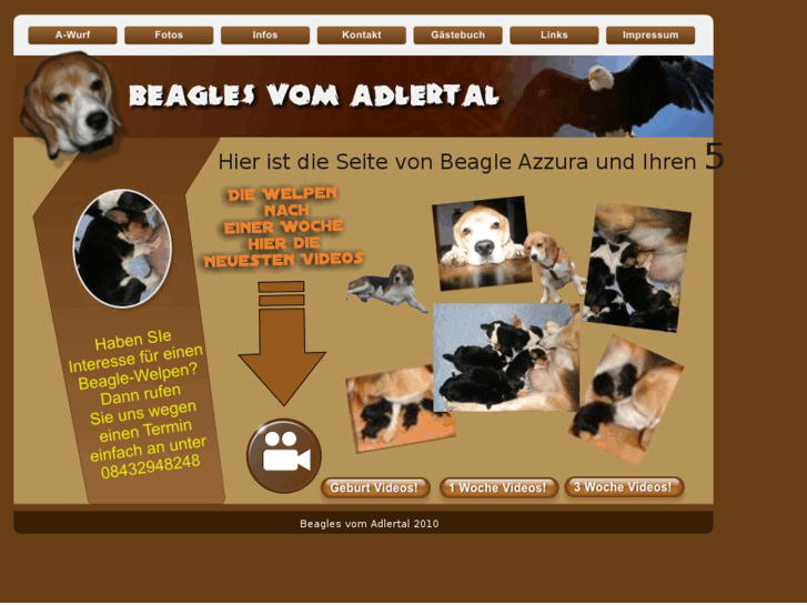 www.beagles-vom-adlertal.com