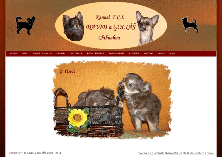www.dogandhorse.cz